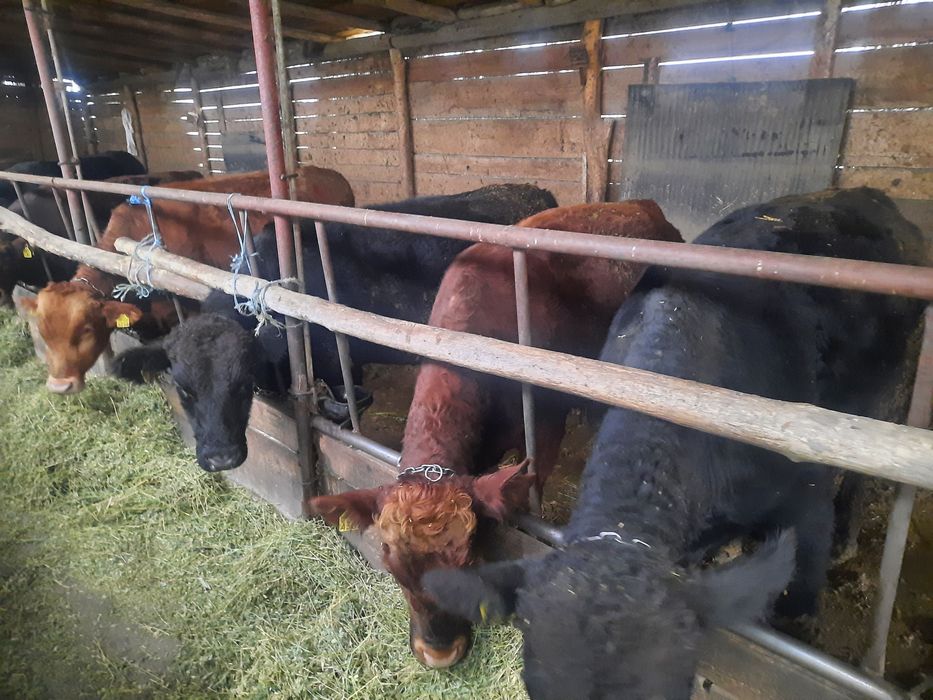 Vând taurasi angus rasa pura pt abatorizare