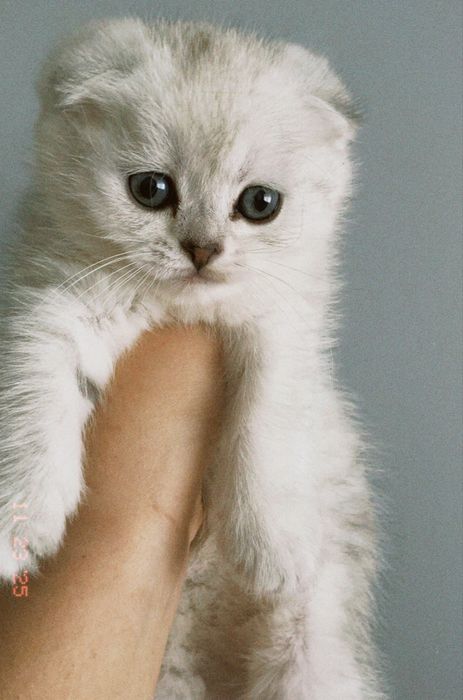 Mushuklar sotiladi / Продаются котята