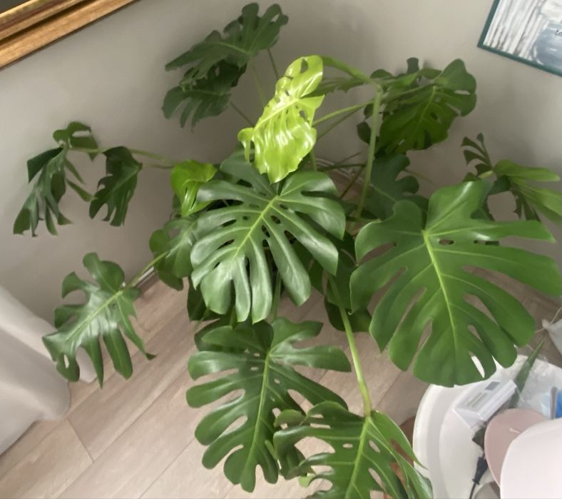 Filodendron Monstera Deliciosa