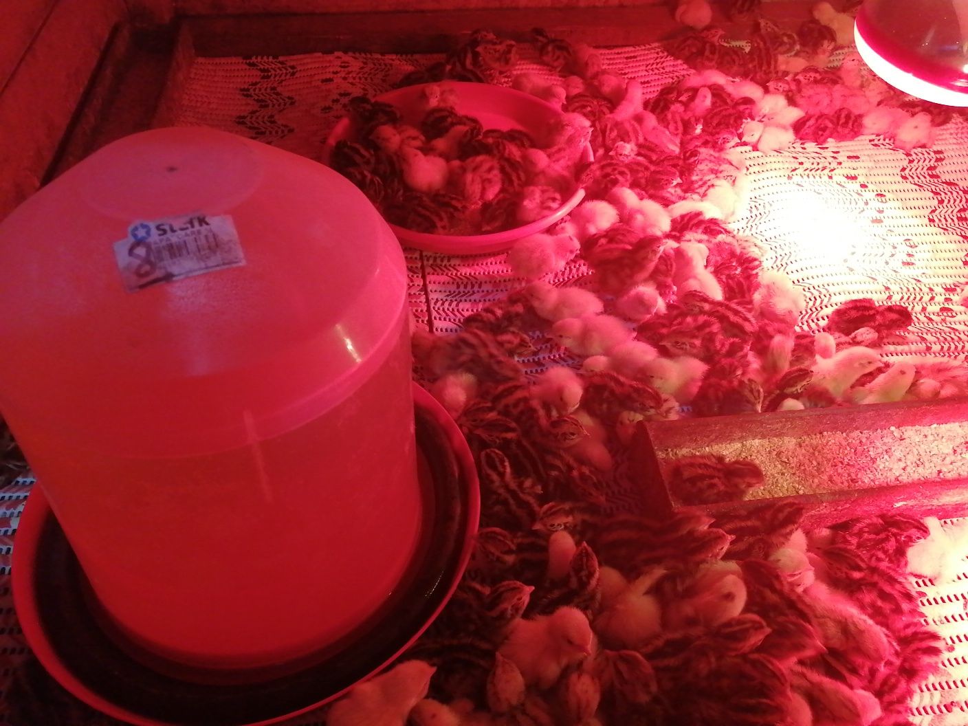 Prepelițe, pui Prepelita și oua pentru consum și incubat.