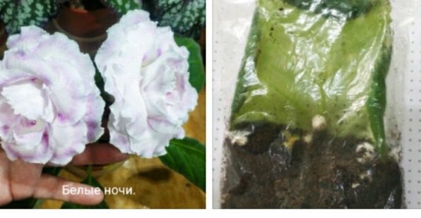 Укоренные листочки глоксиний с ростками.