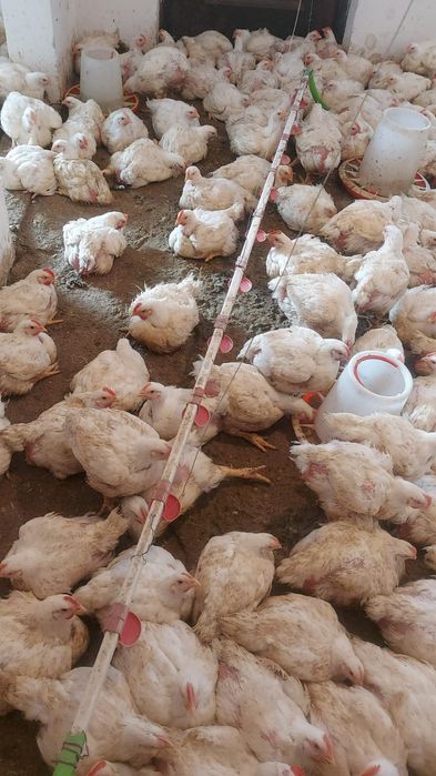 Продам бролера живьём