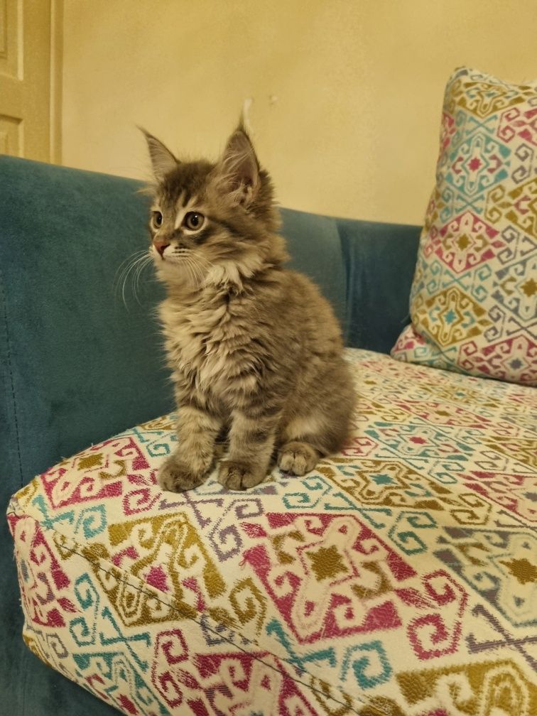 Отдадим котенка в самые добрые руки