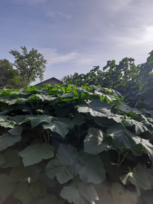 Paulownia tomentosa și arbori de matase