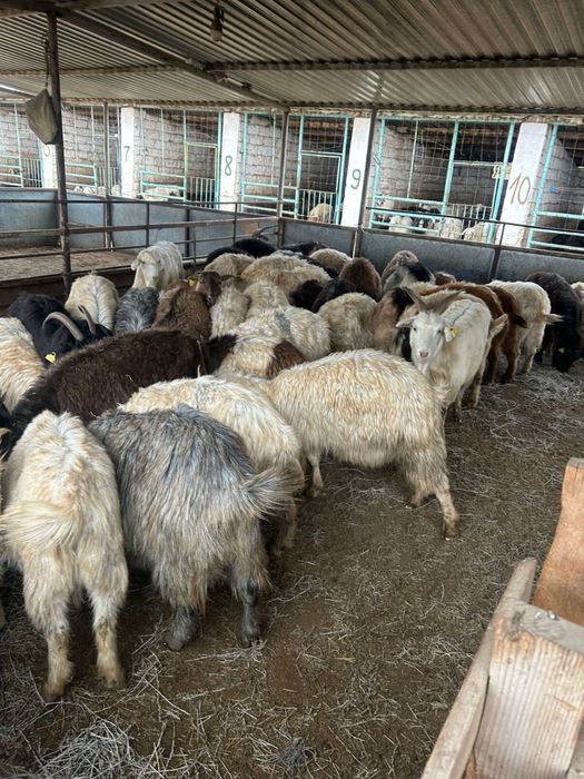 Ешкілер сатылады