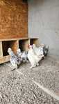 Gainuse struma bantam