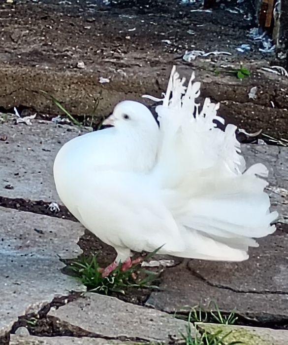 Гълъби фенерлия декорация