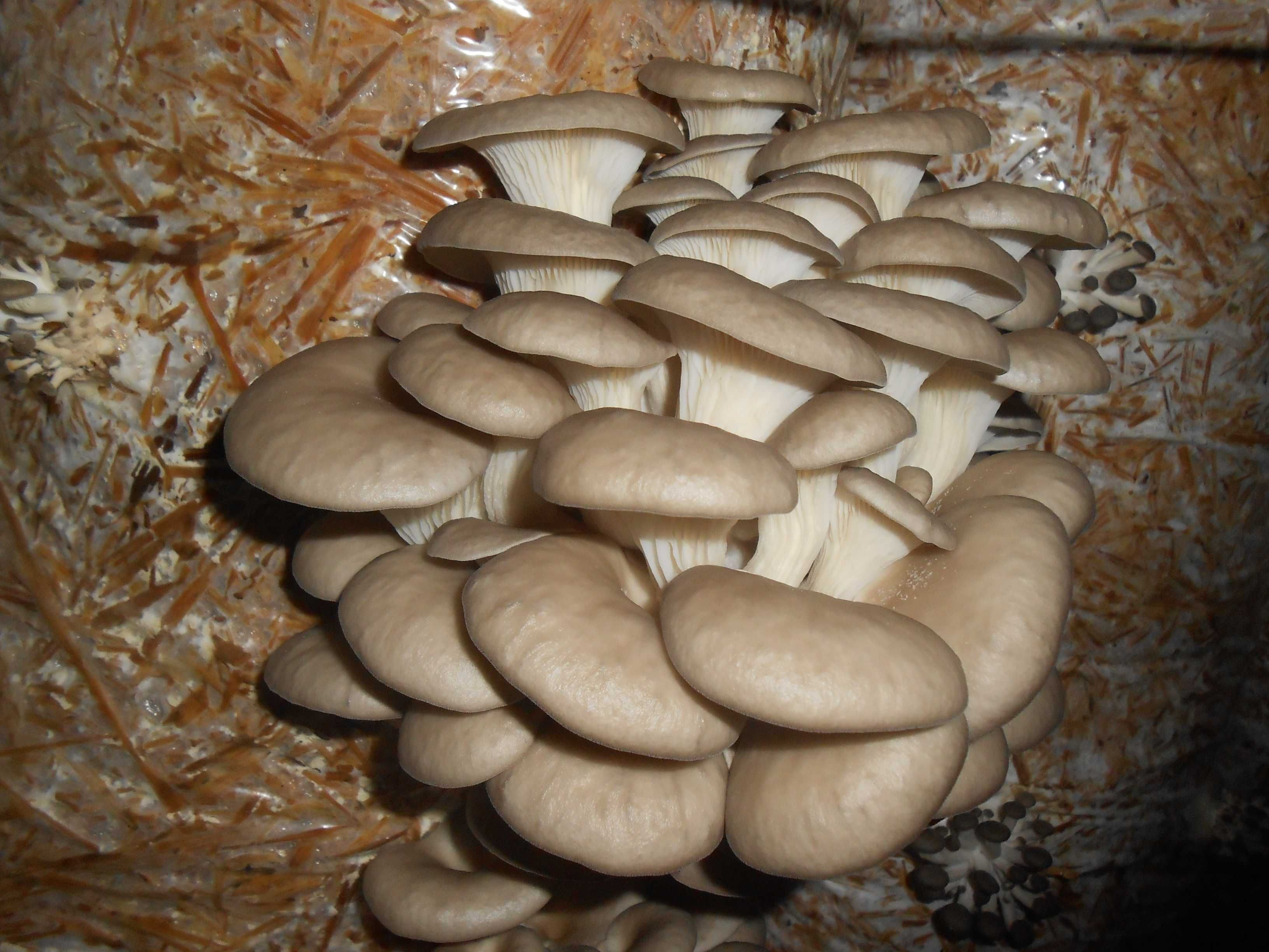 Saci de Ciuperci Pleurotus - GreenFarm.ro