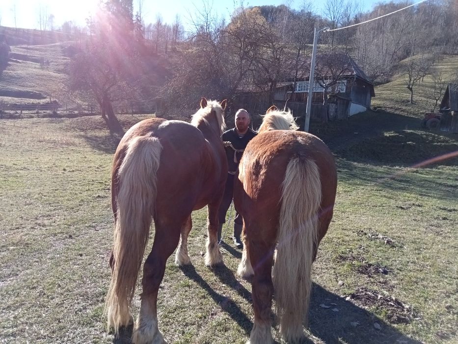 Vând două iepe- cai