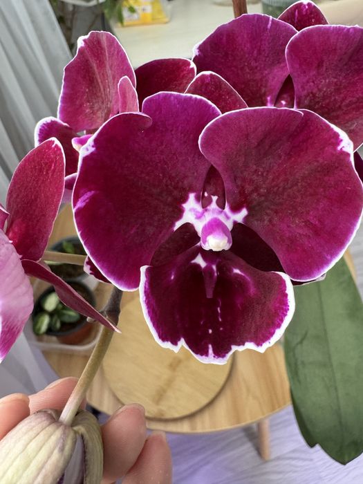 Орхидея  Блек Марбел(вариант цветения)