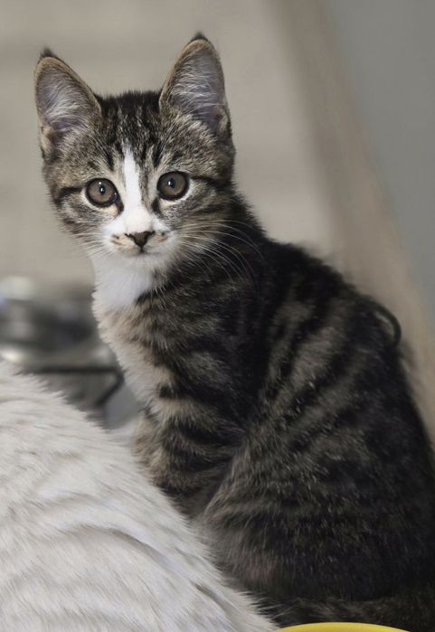 Котенок ищет дом и любящих хозяев.