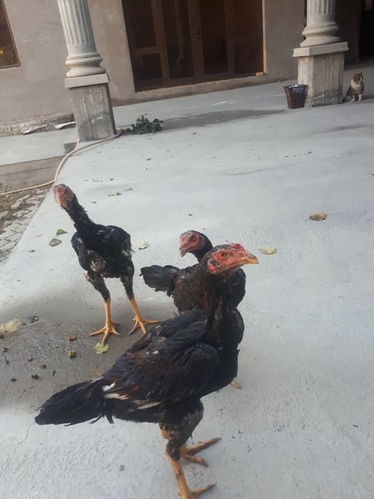 Dakan xurozlar sotiladi