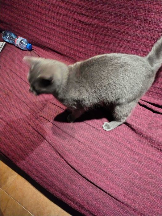 Късокосместа Британка