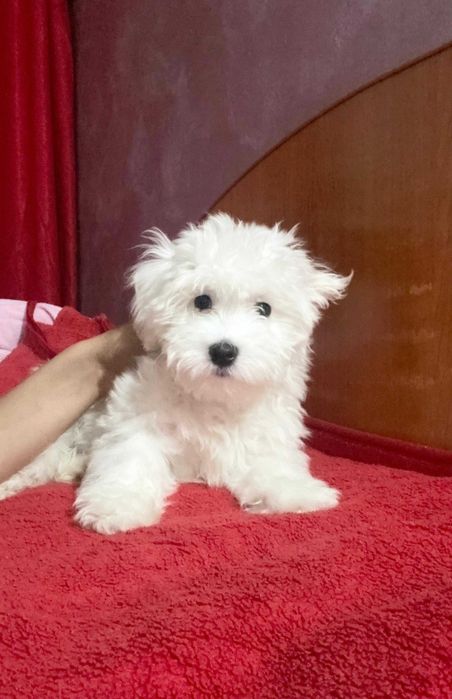 Bichon maltez talie mica