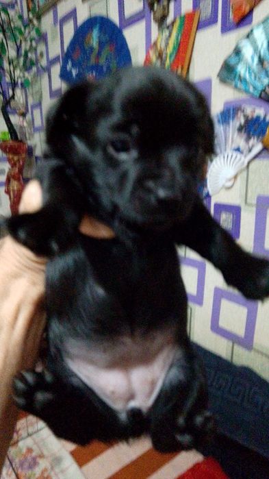 Продаются щеночки Йорка  маленькие