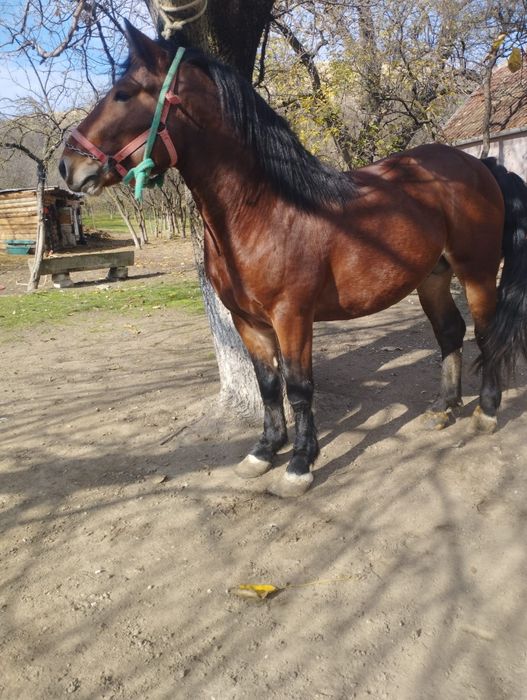 De vânzare trei mânji un cârlan de doi ani jumate și un ponei