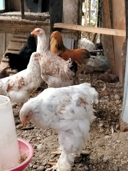 Vând cocoș tânăr Brahma 80 Ron