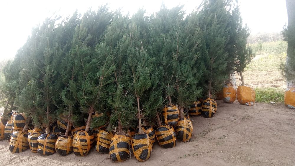 archa koʻchatlari bor