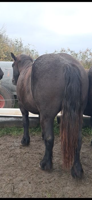 Vând manza de un an și 10 luni