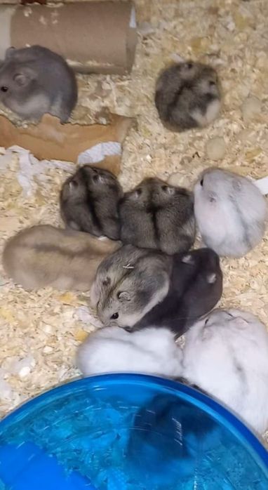 Hamsteri Siberieni