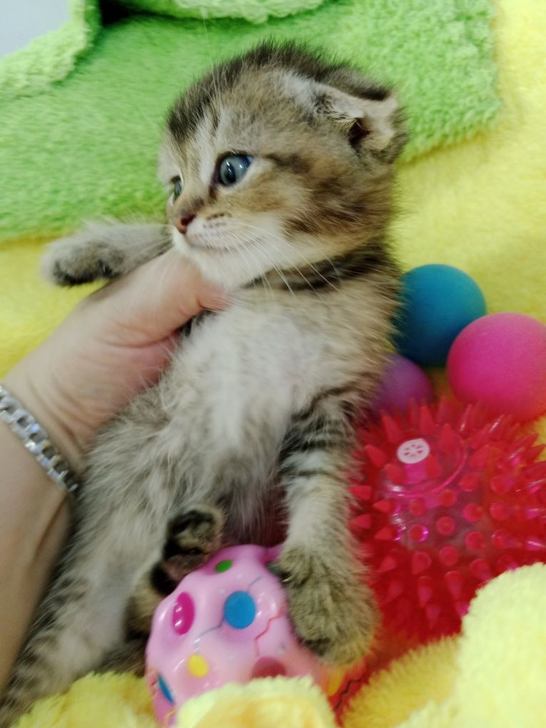 Вислоухие котята мальчики и девочки