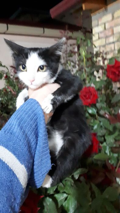 Котенок ищет семью!