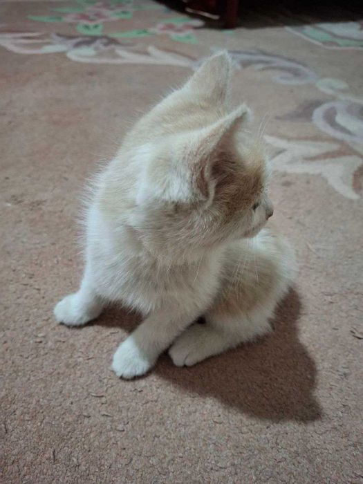 Мушук mushuk котёнок котята