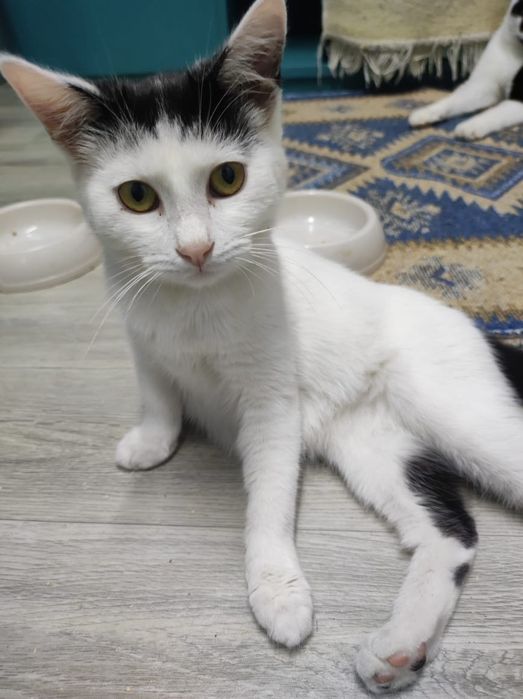 Котенок Кукла в поиске дома и родителей