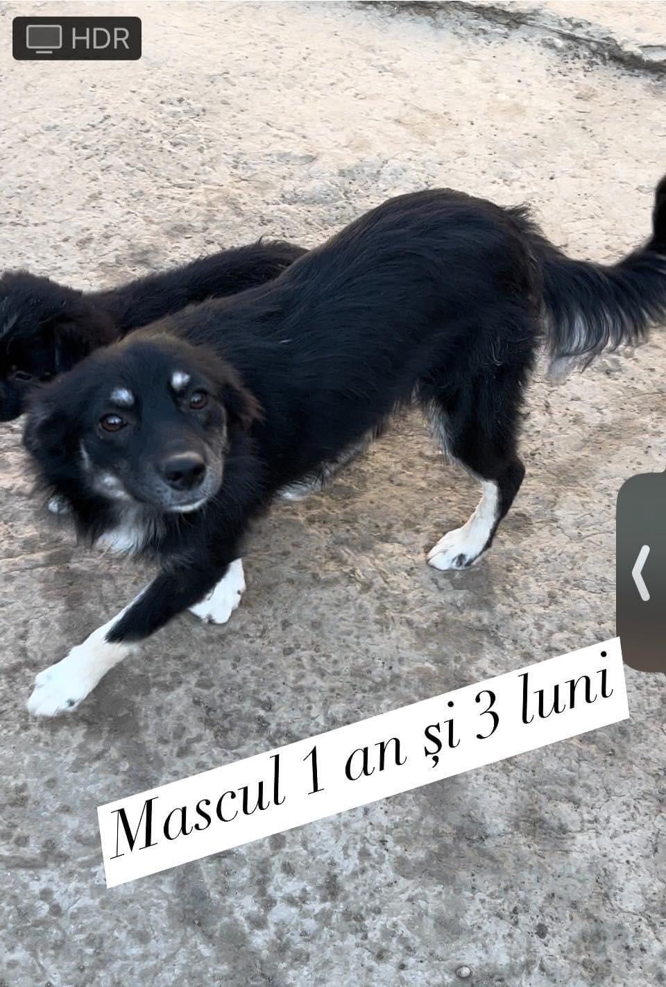 Ofer 3 căței spre adopție