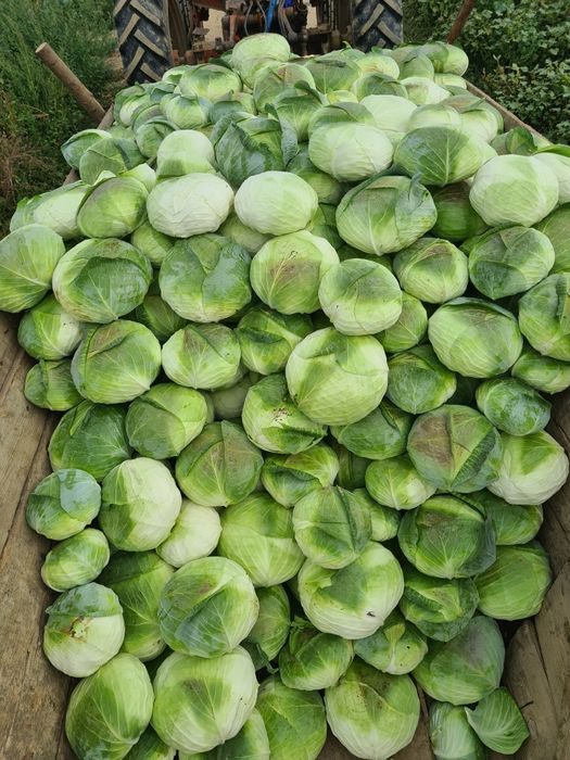Vand varza plată orice cantitate
