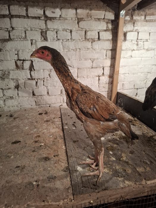 Продам даканок июньских