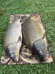Peste crap de vanzare  de la 4 kg pana  la 10 kg