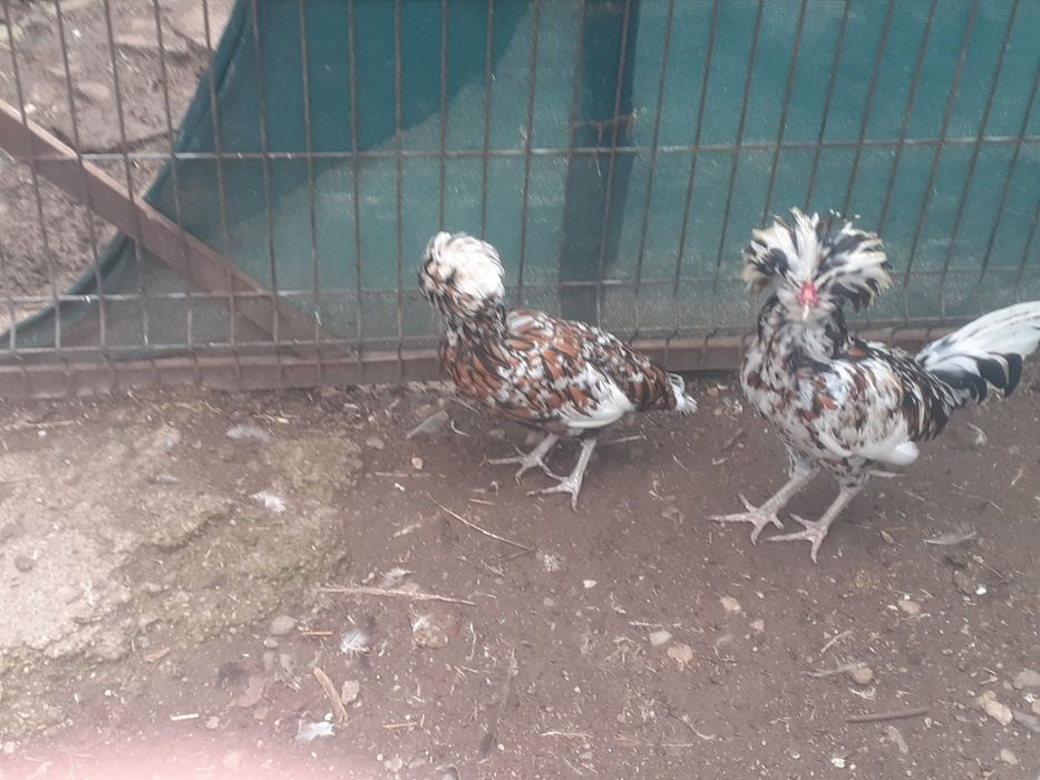 Vând pereche găini padoane portelan