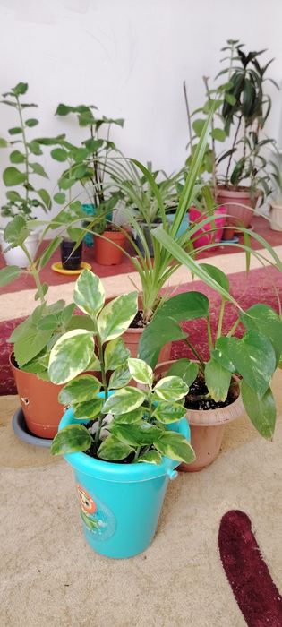 Домашние растения сатылады