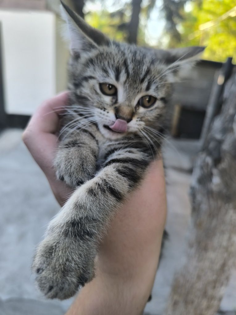 Продам кошку Девочка