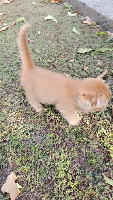 Котенок вислоухий -девочка