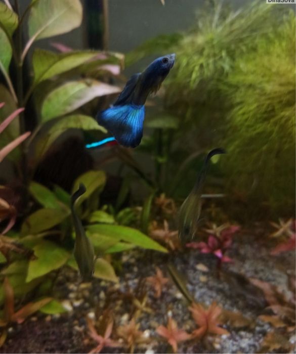 Гуппи синяя московская