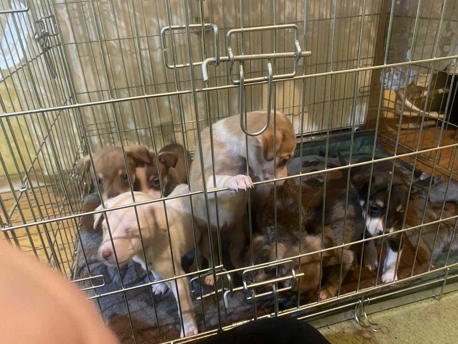 Подаряват се малки кученца