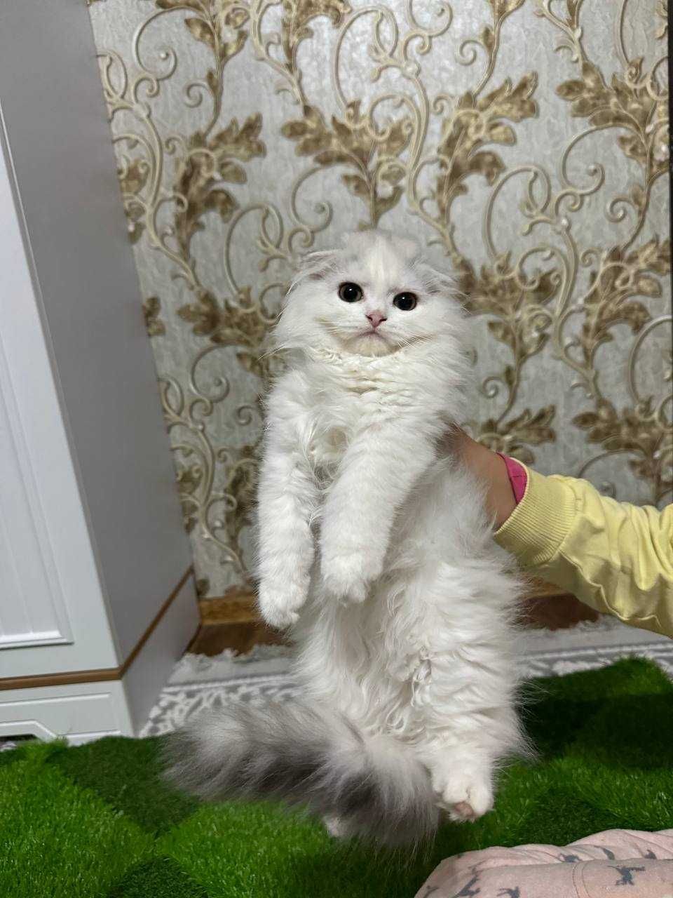 Продается котята