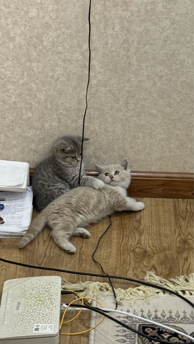 Шотландский страйт котятки