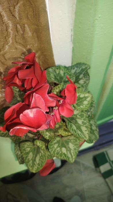 Цветок цикламен, комнатный