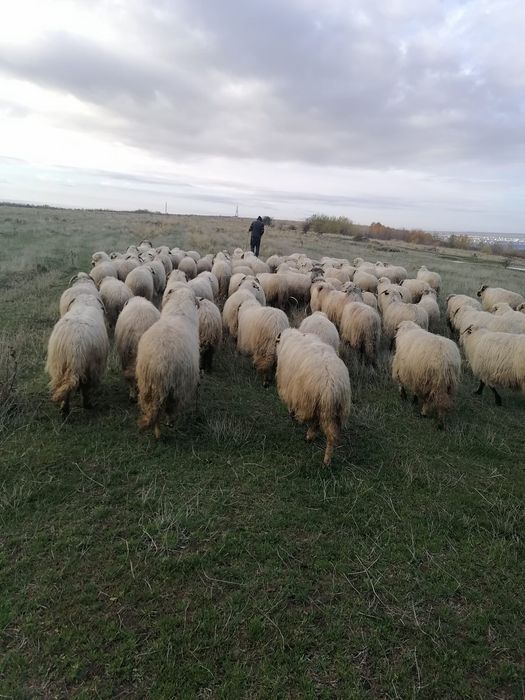 Oi de vânzare/schimb