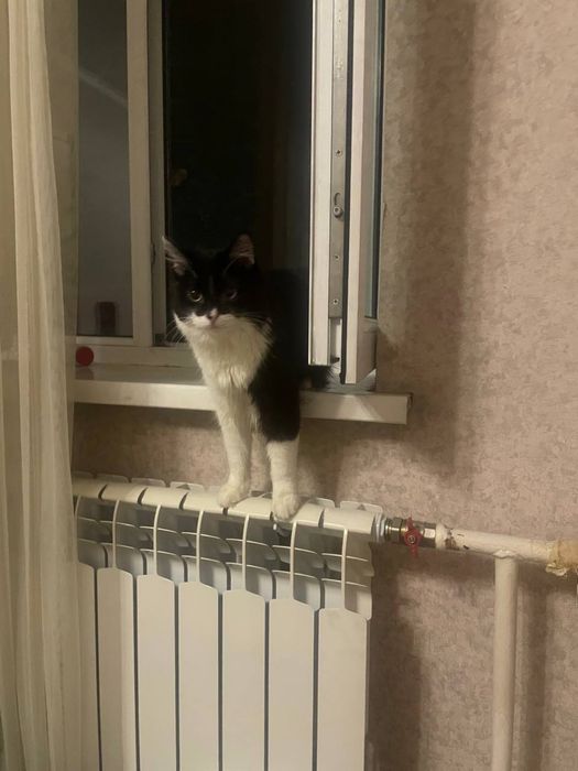 Отдадим двоих котиков в хорошие руки