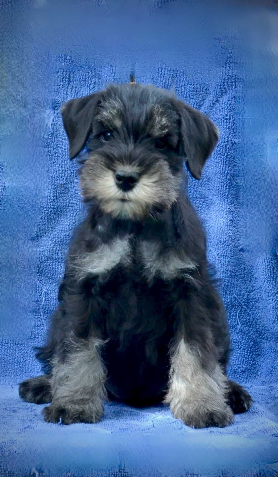 Schnauzer pitic negru argintiu