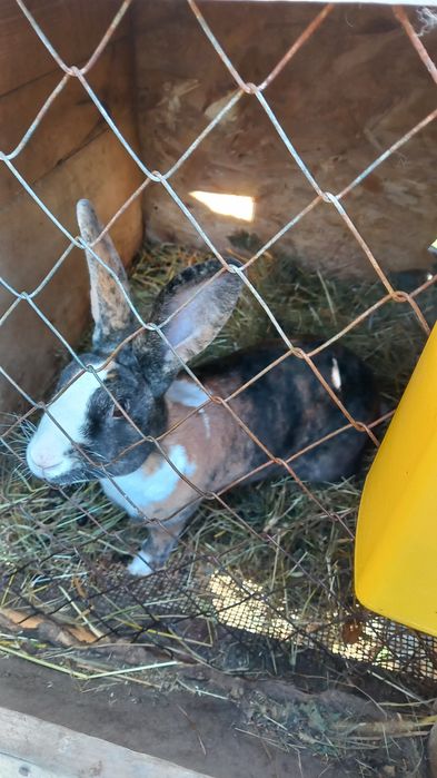 Iepurași de rasă rex pitic