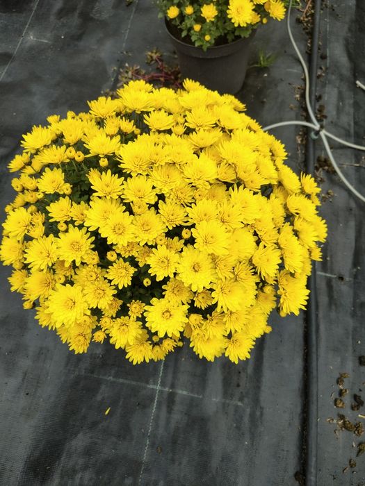 Crizanteme la ghiveci