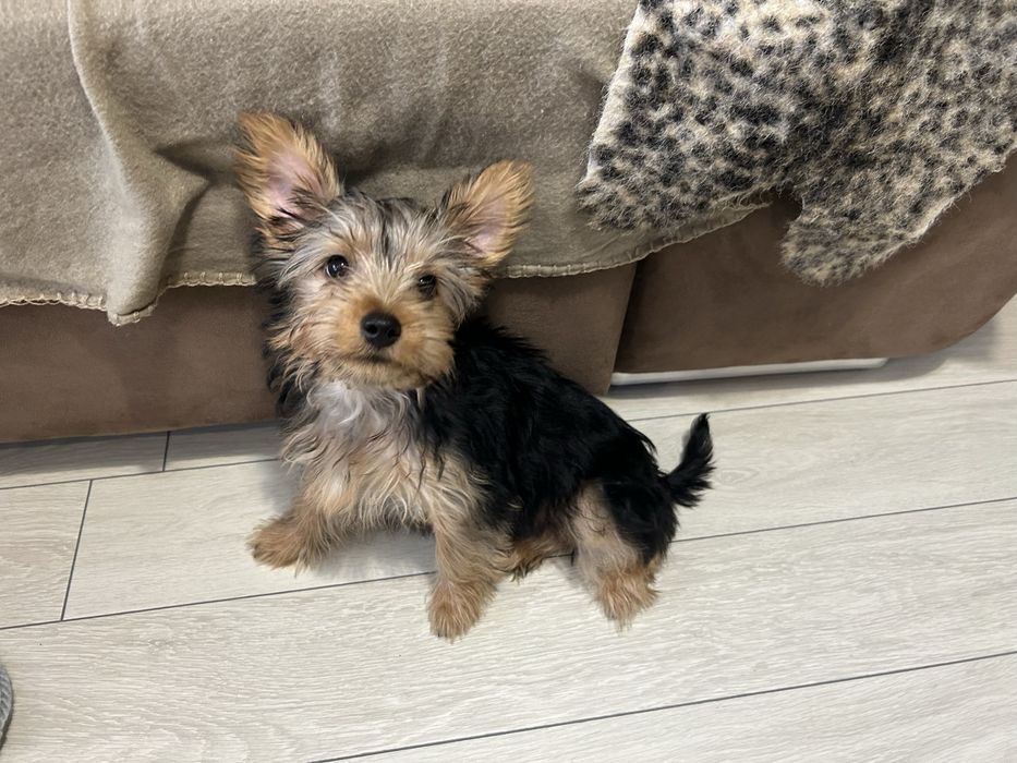 Йоргширски териер мъжки