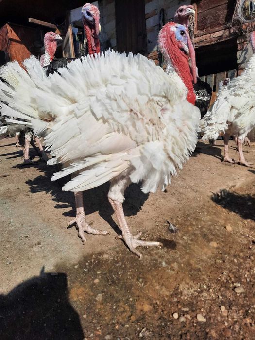 Curcani de vânzare!