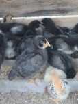 Vand pui australorp