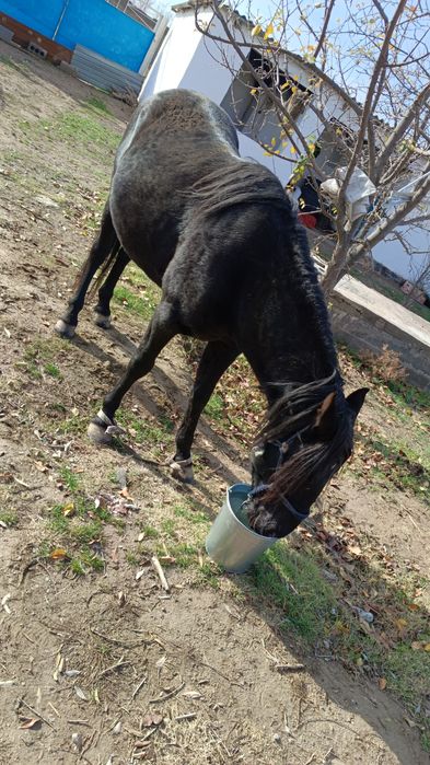 Ат айғыр сатылады